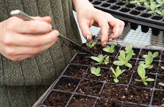 Cultivo en tejidos